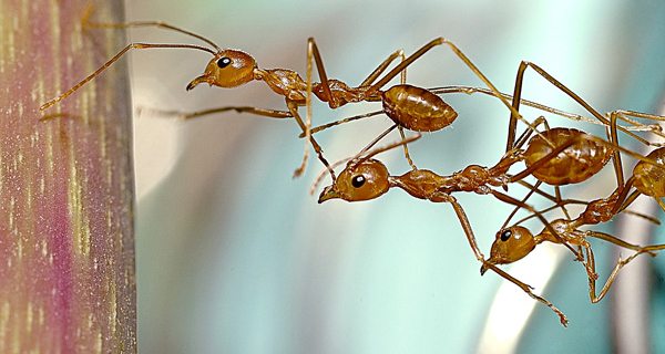 Finding Perfection in the Imperfect: Applying Darwinian Neuro-evolution to Robotics