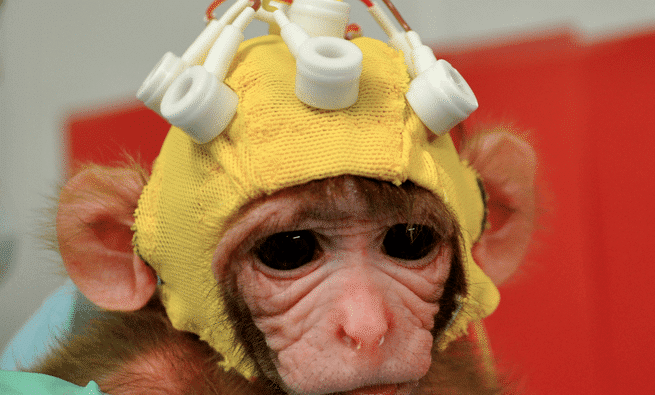 Simian Cyborgs - The Ethics of Monkey Mind Control